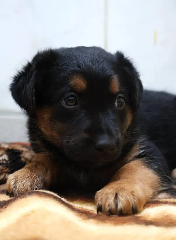 Znaleziono psa, Łódź, 13 sierpnia 2025 (5/5)