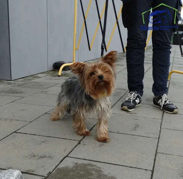 Znaleziono psa, Szczecin, 30 sierpnia 2025