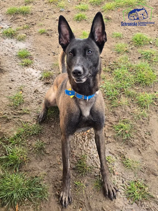 Znaleziono psa, Szczecin, 29 sierpnia 2025