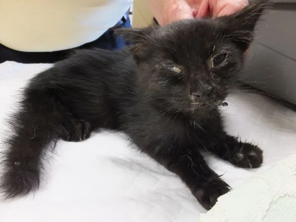 Znaleziono kota, Nowa Krępa, 18 sierpnia 2025