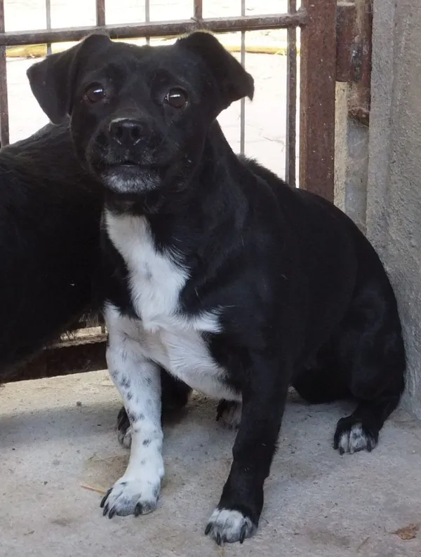 Znaleziono psa, Nowa Krępa, 19 sierpnia 2025