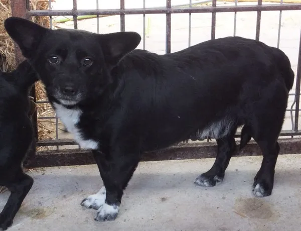 Znaleziono psa, Nowa Krępa, 19 sierpnia 2025