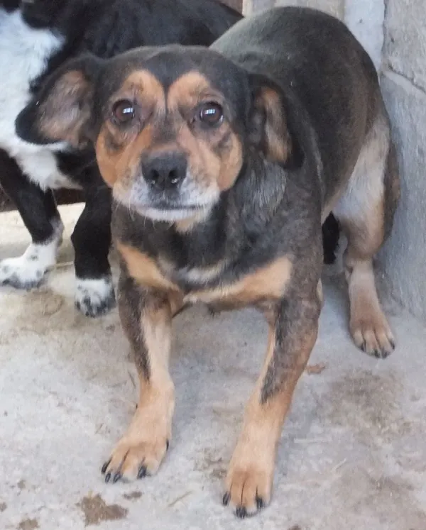 Znaleziono psa, Nowa Krępa, 19 sierpnia 2025