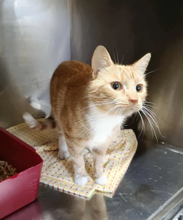 Kot do adopcji, Włocławek, 29 sierpnia 2025 (3/5)