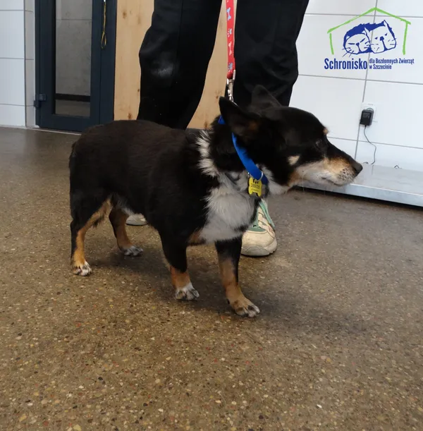 Znaleziono psa, Szczecin, 30 sierpnia 2025
