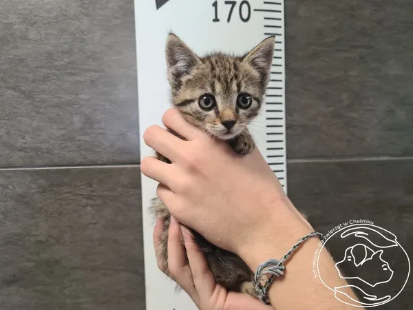 Znaleziono kota, Chełmek, 29 sierpnia 2025