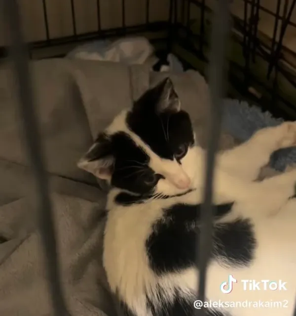 Kot do adopcji, Radom, 30 sierpnia 2025