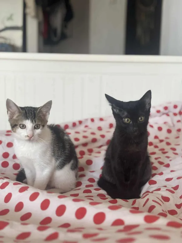 Kot do adopcji, Radom, 30 sierpnia 2025 (1/3)