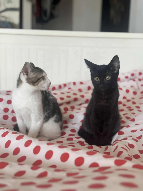 Kot do adopcji, Radom, 30 sierpnia 2025 (2/3)