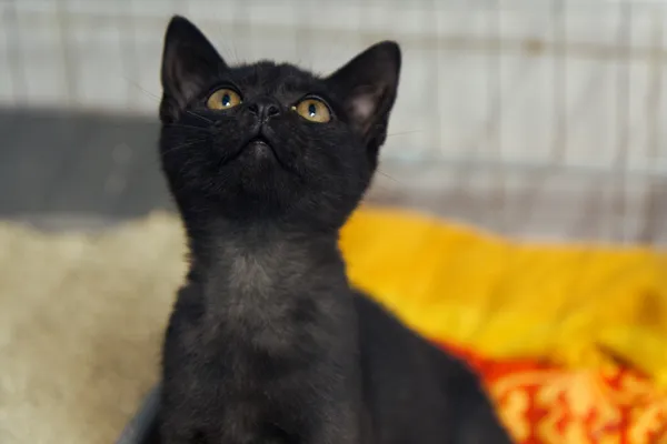 Znaleziono kota, Sosnowiec, 27 sierpnia 2025