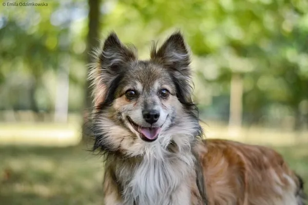 Pies do adopcji, Radom, 4 października 2025 (1/5)