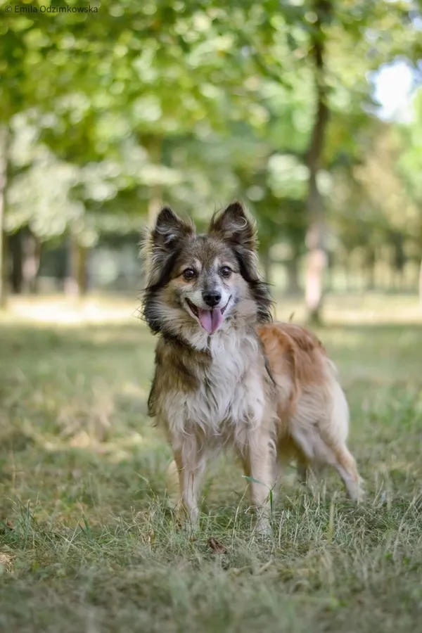 Pies do adopcji, Radom, 4 października 2025 (4/5)