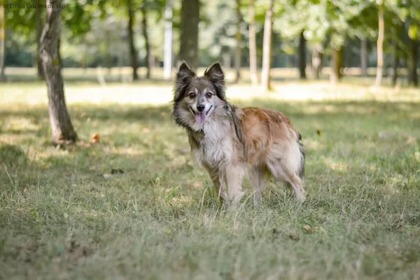 Pies do adopcji, Radom, 4 października 2025 (5/5)