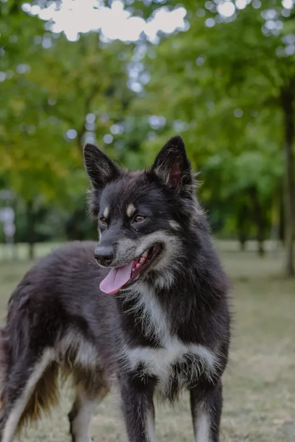 Pies do adopcji, Radom, 30 sierpnia 2025 (2/5)