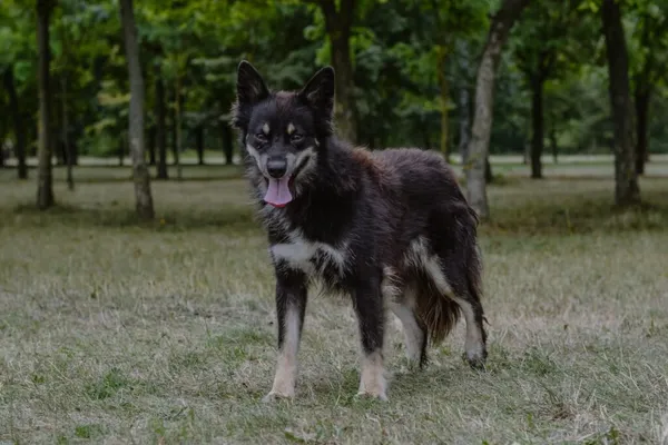 Pies do adopcji, Radom, 30 sierpnia 2025 (3/5)