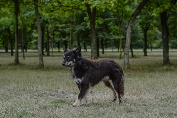 Pies do adopcji, Radom, 30 sierpnia 2025 (4/5)