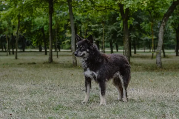 Pies do adopcji, Radom, 30 sierpnia 2025 (5/5)