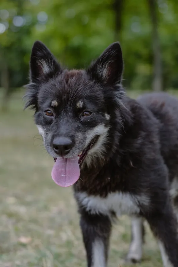 Pies do adopcji, Radom, 30 sierpnia 2025 (2/5)