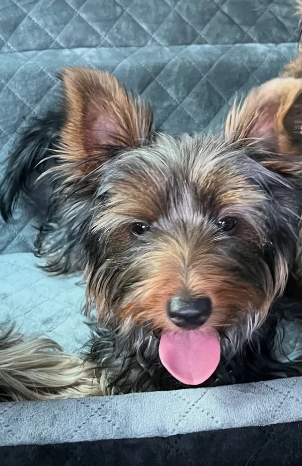 Zaginął pies, Mierzyn, 31 sierpnia 2025 (1/2)