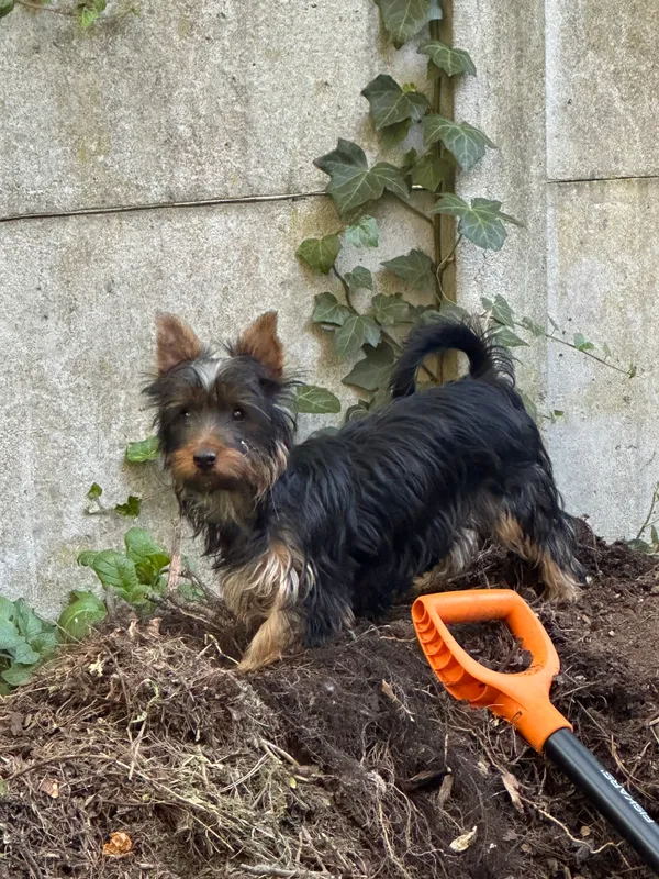 Zaginął pies, Mierzyn, 31 sierpnia 2025 (2/2)