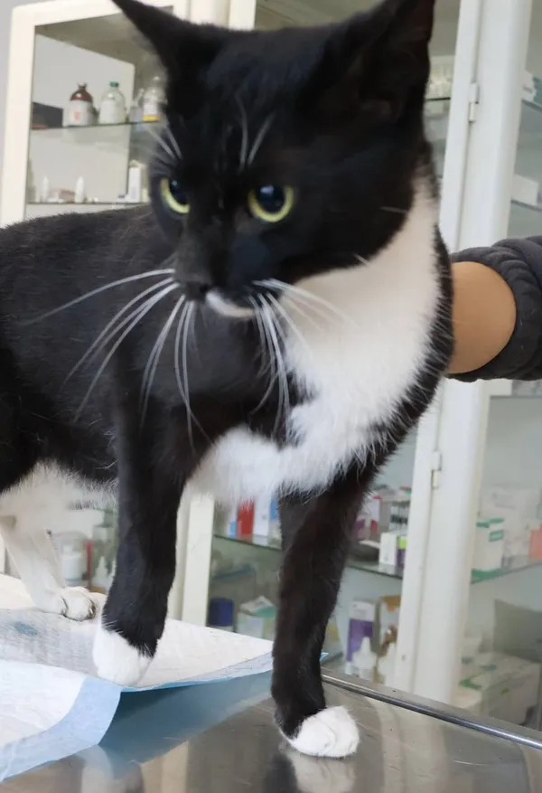 Znaleziono kota, Łódź, 30 sierpnia 2025 (2/2)