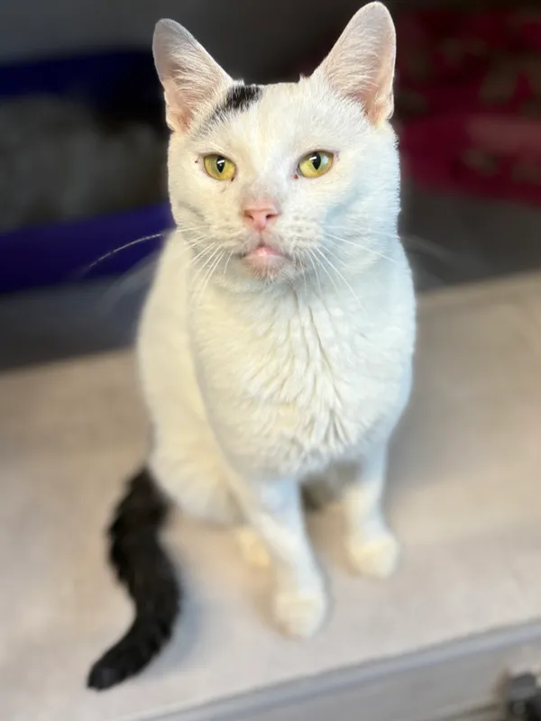 Znaleziono kota, Sosnowiec, 31 sierpnia 2025 (2/5)