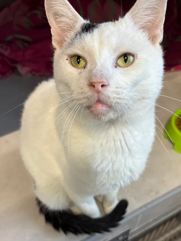 Znaleziono kota, Sosnowiec, 31 sierpnia 2025 (3/5)