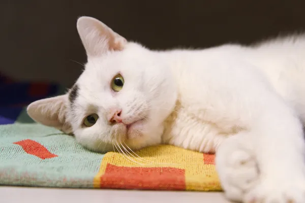 Znaleziono kota, Sosnowiec, 31 sierpnia 2025 (4/5)