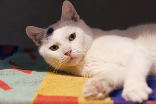 Znaleziono kota, Sosnowiec, 31 sierpnia 2025 (5/5)