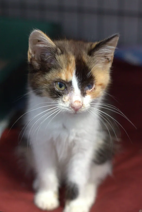 Znaleziono kota, Sosnowiec, 30 sierpnia 2025 (1/3)