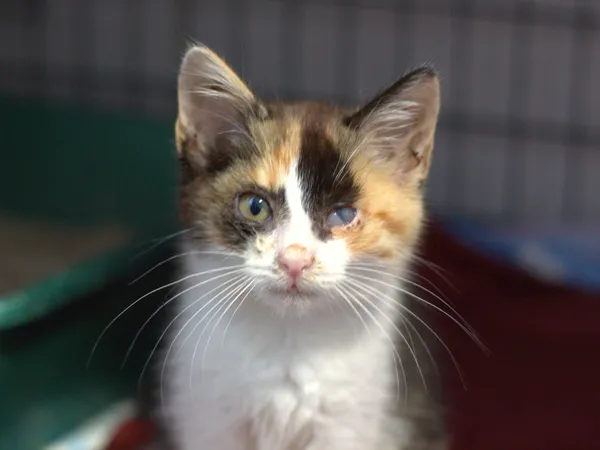 Znaleziono kota, Sosnowiec, 30 sierpnia 2025 (2/3)