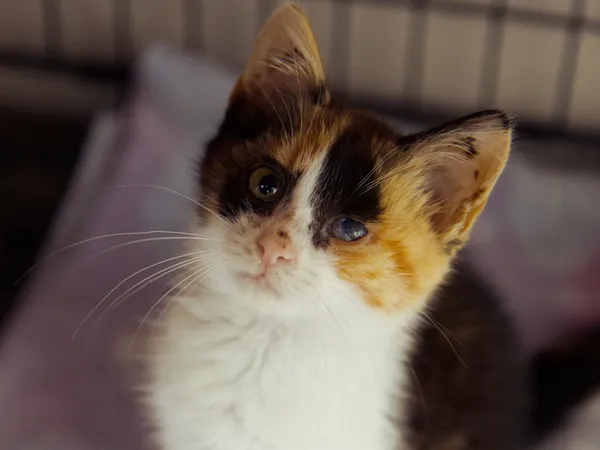 Znaleziono kota, Sosnowiec, 30 sierpnia 2025 (3/3)