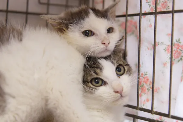 Znaleziono kota, Sosnowiec, 28 sierpnia 2025