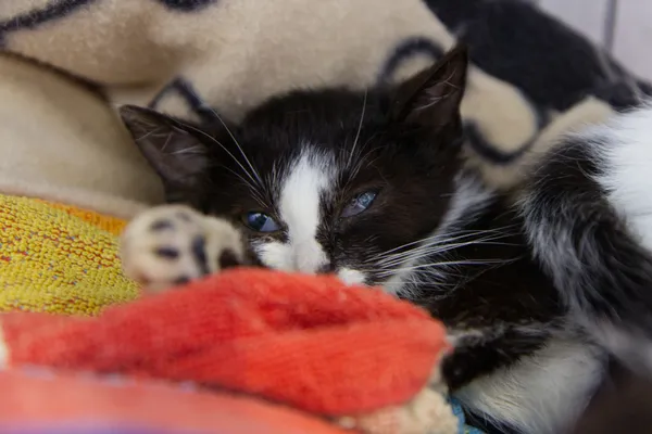 Znaleziono kota, Sosnowiec, 28 sierpnia 2025 (1/5)