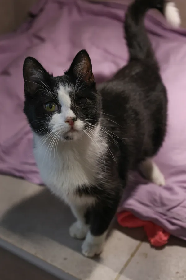 Znaleziono kota, Sosnowiec, 28 sierpnia 2025 (3/5)