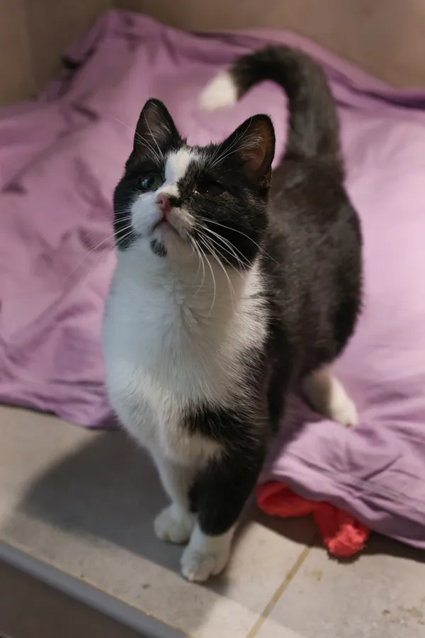 Znaleziono kota, Sosnowiec, 28 sierpnia 2025 (4/5)