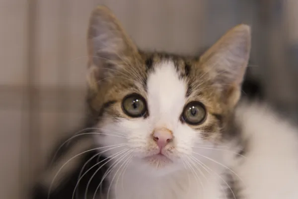 Znaleziono kota, Sosnowiec, 27 sierpnia 2025 (1/2)