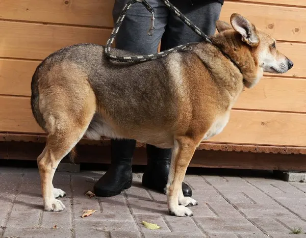 Znaleziono psa, Łódź, 30 sierpnia 2025 (1/2)