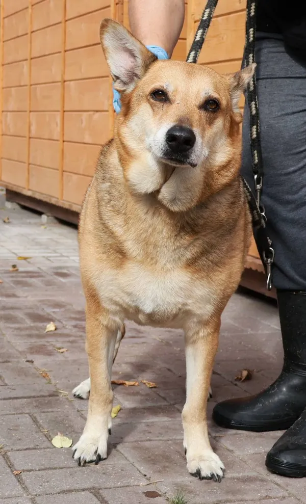 Znaleziono psa, Łódź, 30 sierpnia 2025 (2/2)