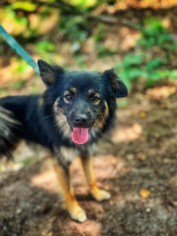 Pies do adopcji, Dłużyna Górna, 31 sierpnia 2025 (4/5)