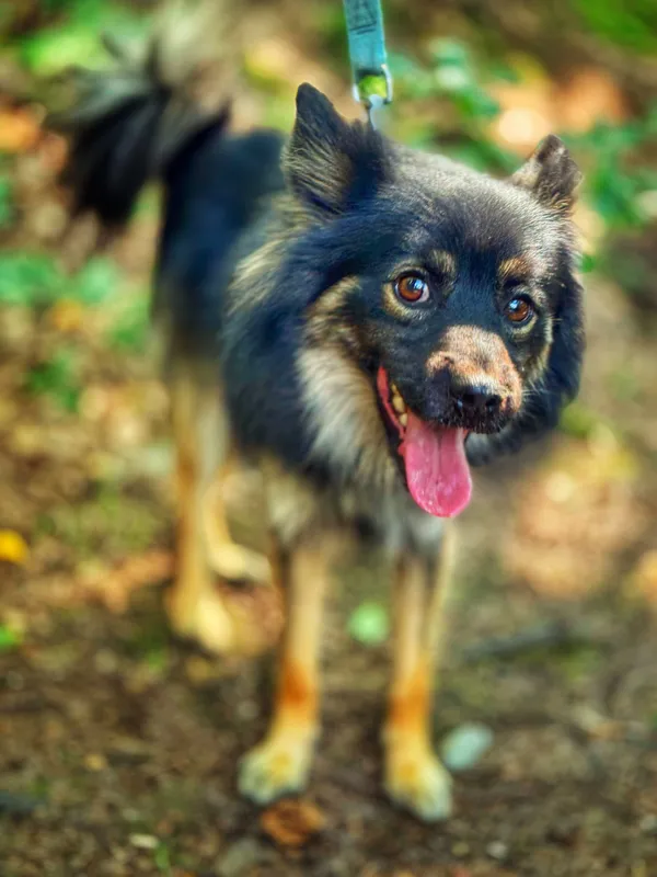 Pies do adopcji, Dłużyna Górna, 31 sierpnia 2025 (5/5)