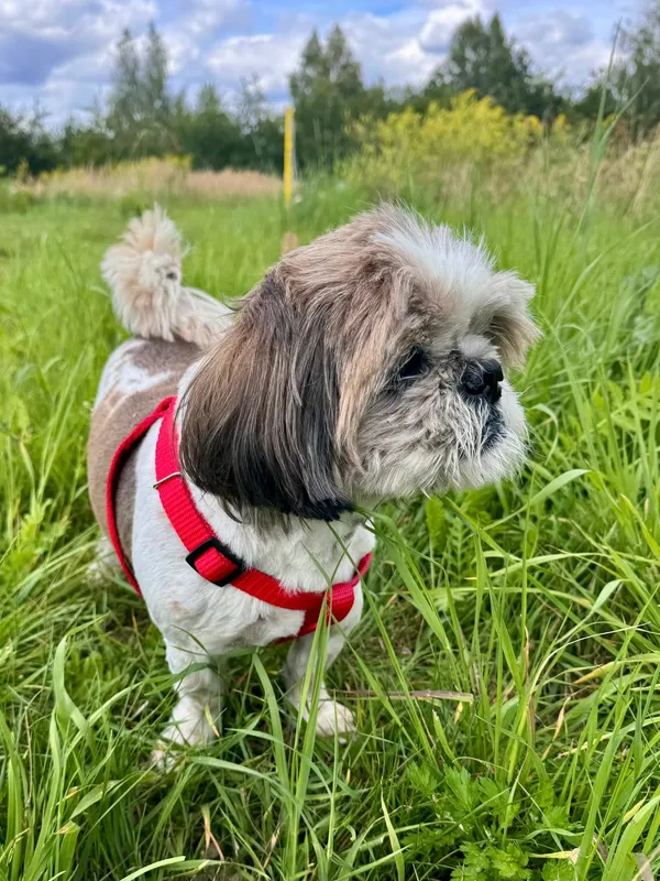 Zaginął pies, Łódź, Stoki, 1 września 2025 (2/3)