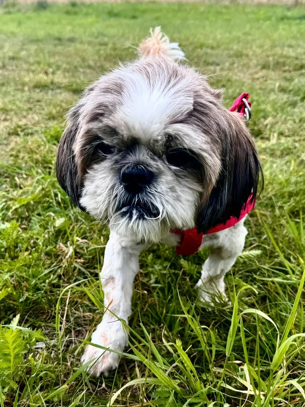 Zaginął pies, Łódź, Stoki, 1 września 2025 (1/3)