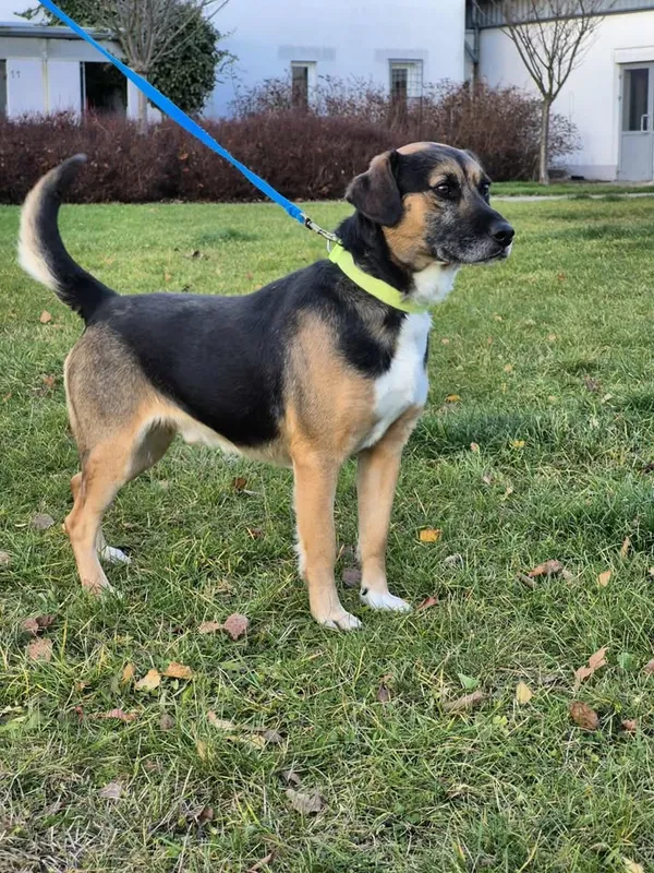 Znaleziono psa, Lublin, 29 sierpnia 2025