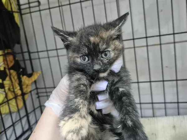 Znaleziono kota, Sosnowiec, 30 sierpnia 2025