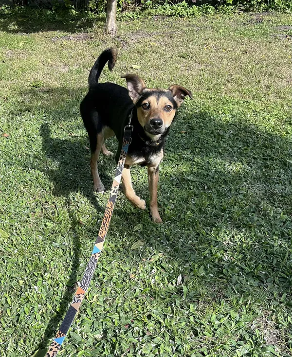 Pies do adopcji, Włocławek, 31 sierpnia 2025 (1/5)