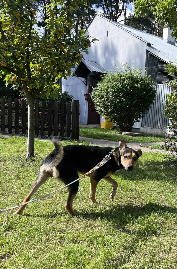 Pies do adopcji, Włocławek, 31 sierpnia 2025 (4/5)