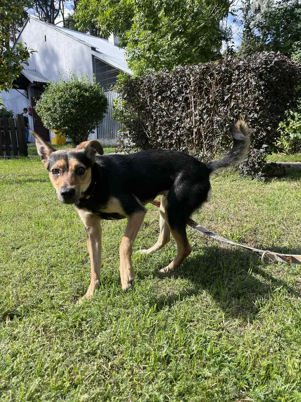 Pies do adopcji, Włocławek, 31 sierpnia 2025 (5/5)