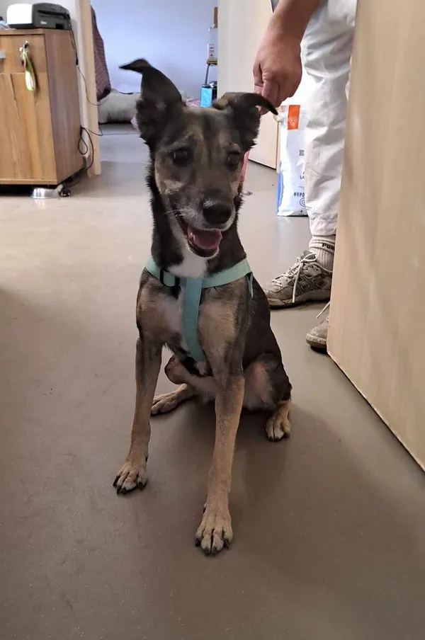 Znaleziono psa, Olsztyn, 29 sierpnia 2025