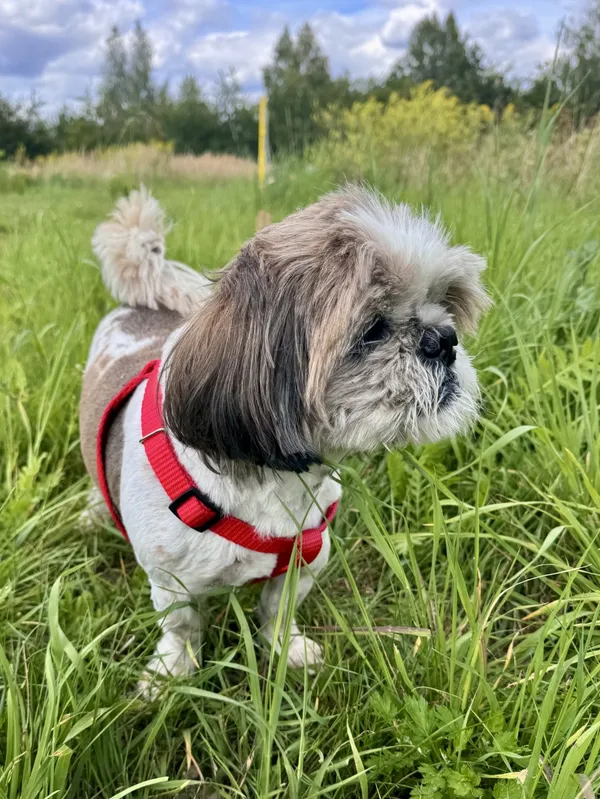 Zaginął pies, Łódź, 31 sierpnia 2025